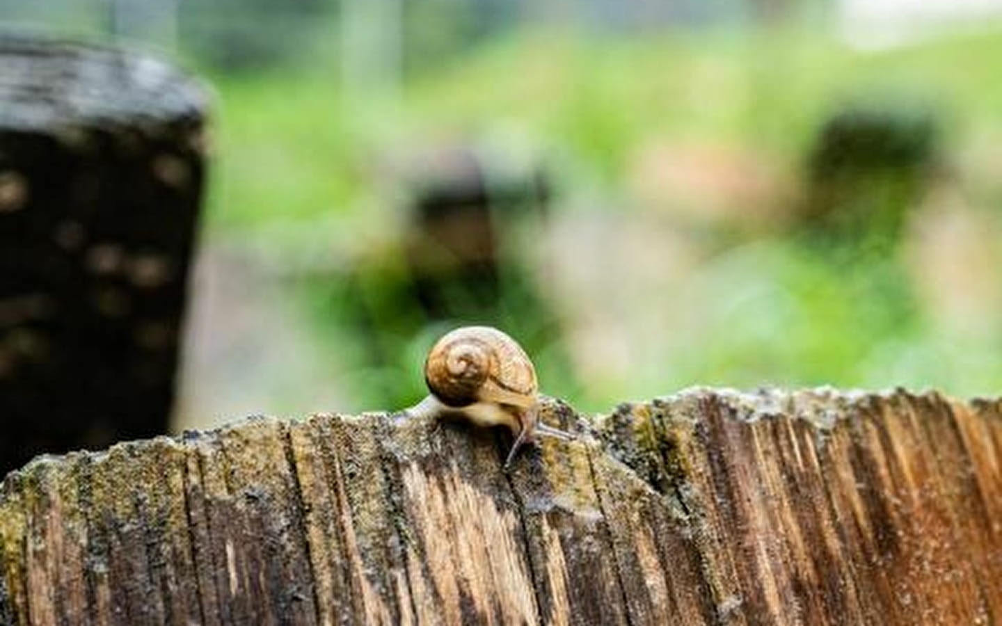 Le Moulin Burignat : Les jeudis escargots
