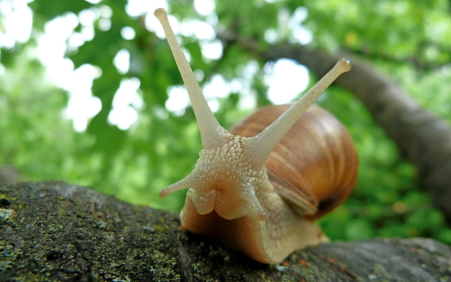 Escargots de la Source