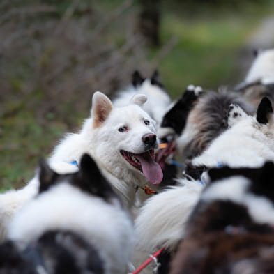 La vallée des laïkas - Kart, Cani-Trottinette et cani-rando