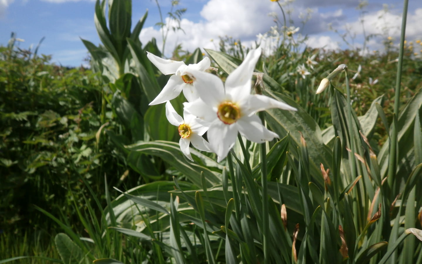 Sortie nature 'des coteaux originaux'