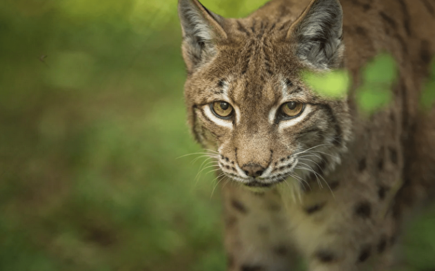 COMPLET - Activité enfant 4-7 ans - Le lynx, ce voisin bien discret - Maison du Marais