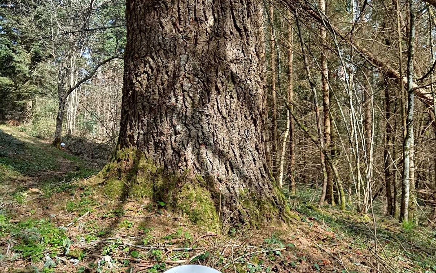 Arboretum d'Ardon