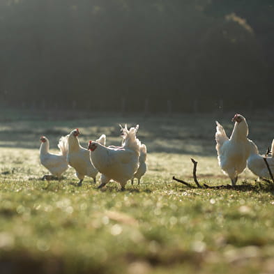 Ferme Roussel-Voisard