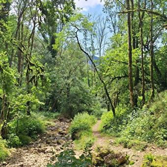 Balade contée : murmures entre les branches - TORCIEU