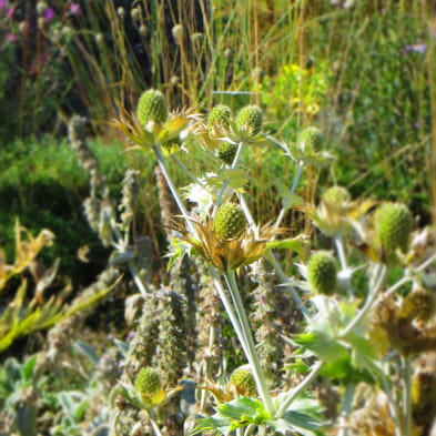 Jardin botanique