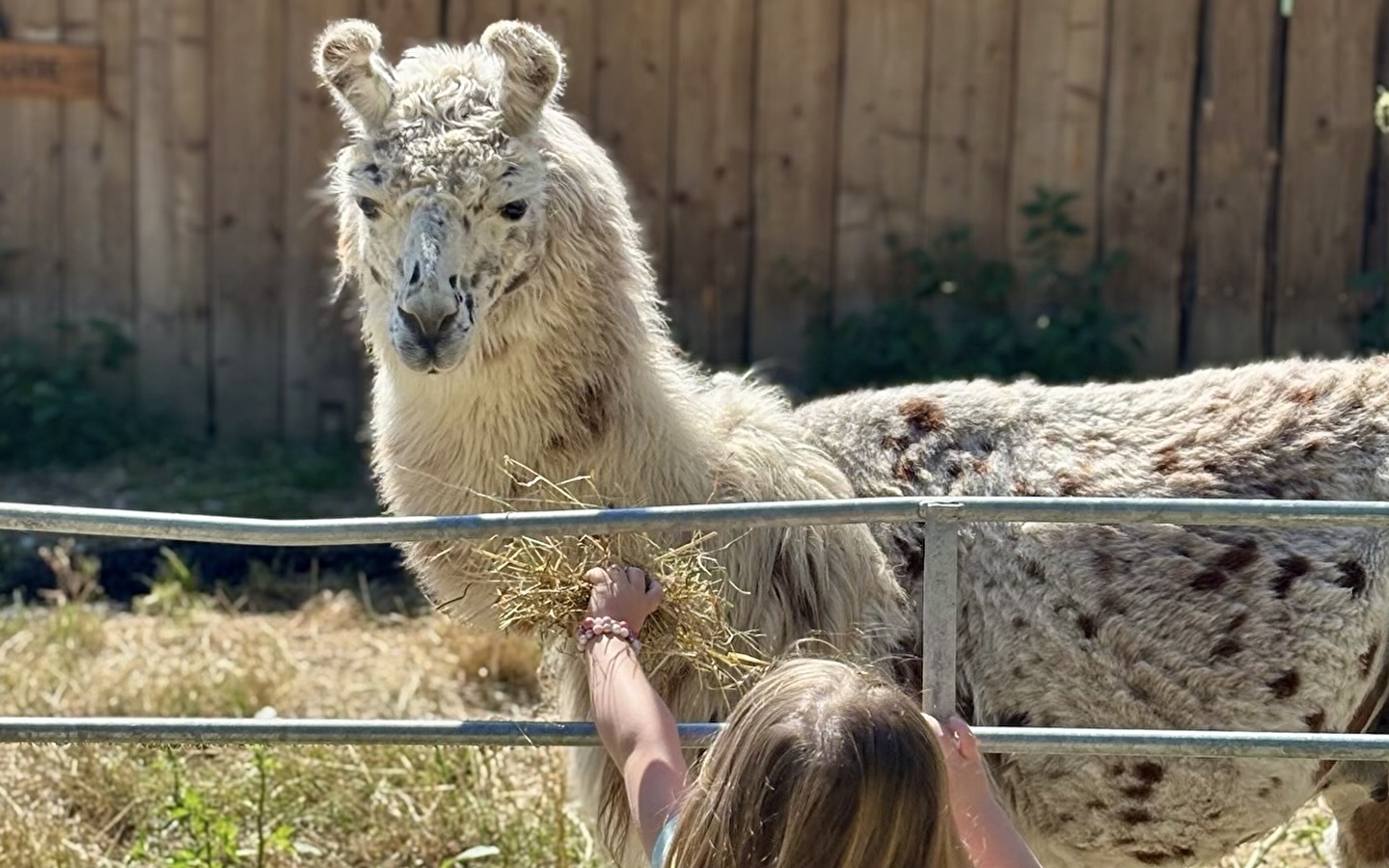Lama Loisir Mamirolle