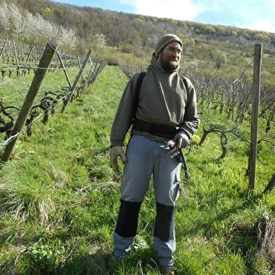 Les Vignes à Fanfan