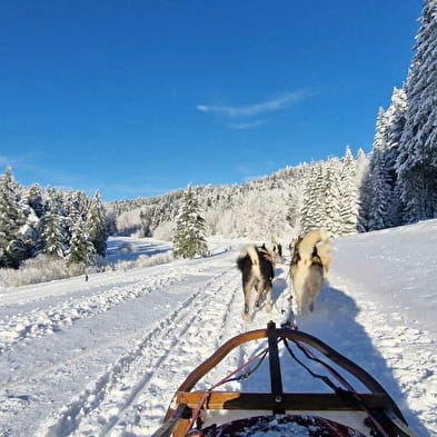 Balade en chiens de traineau avec Au cœur des loups