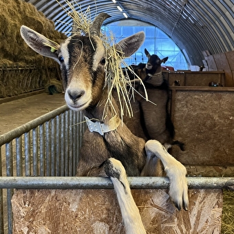 La ferme de Menthières - CHEZERY-FORENS