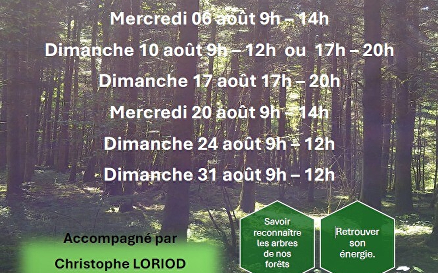Bain de forêt - Sylvothérapie