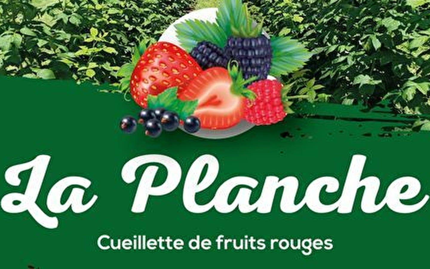 La Planche - cueillette de fruits rouges