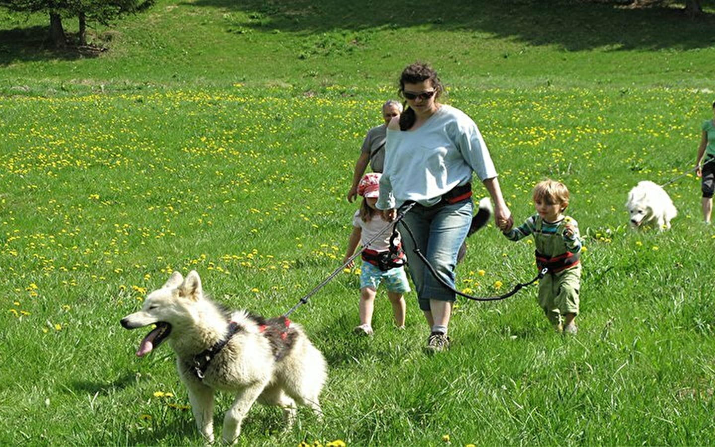 Chiens de traîneaux : cani-rando / cani-remorque