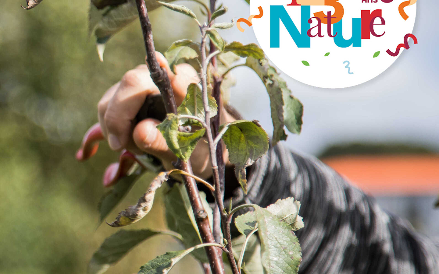 ATELIER ARBORICULTURE 123 NATURE : Taille de restauration à Valentigney