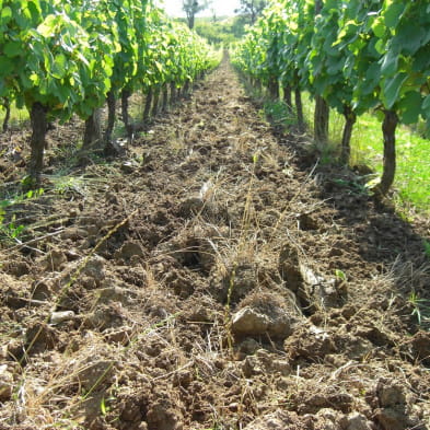 Domaine de la Renardière, Jean-Michel Petit