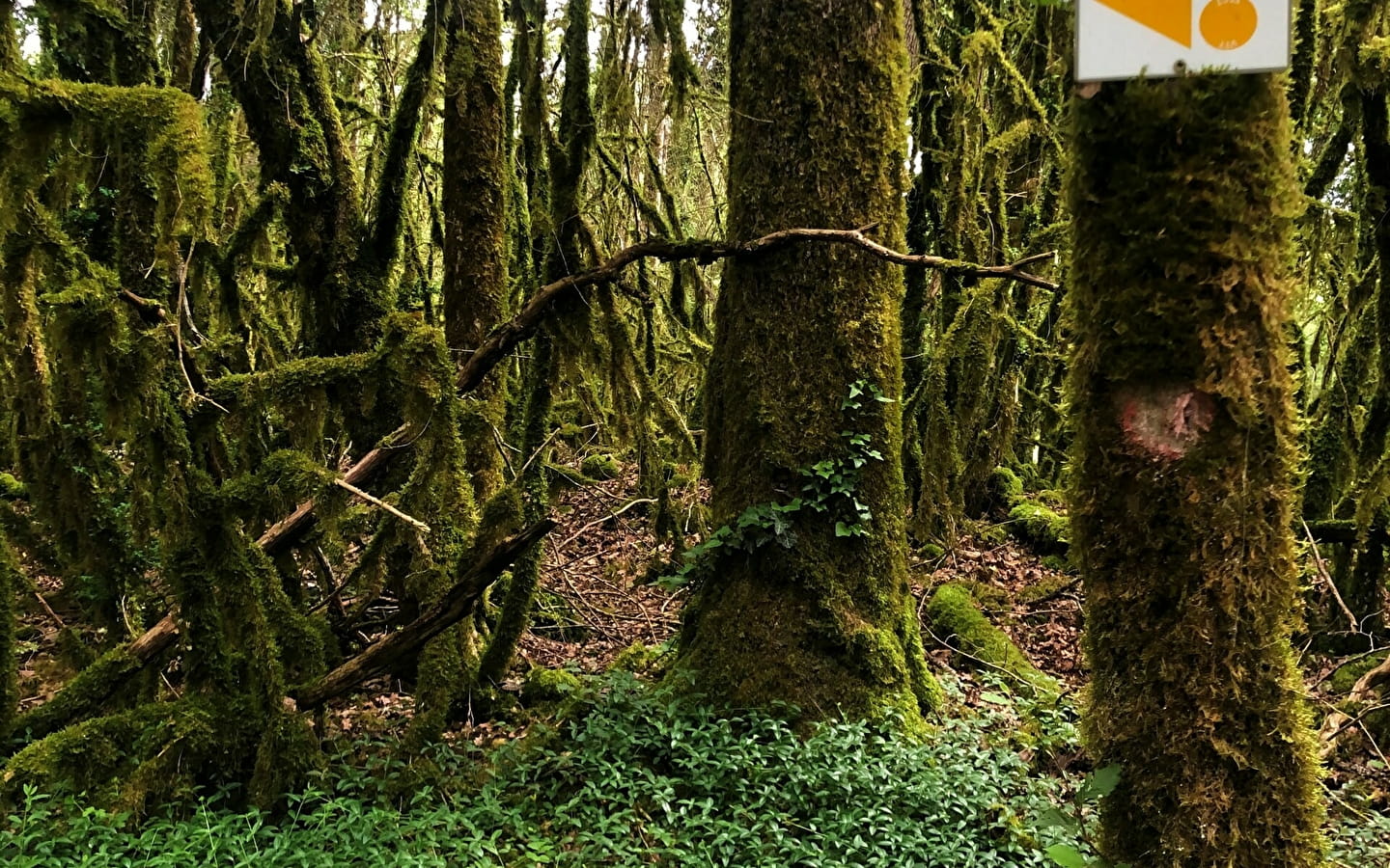 Parcours VTT 6 rouge - Les Enfants du Marais - Espace FFC Ain Forestière