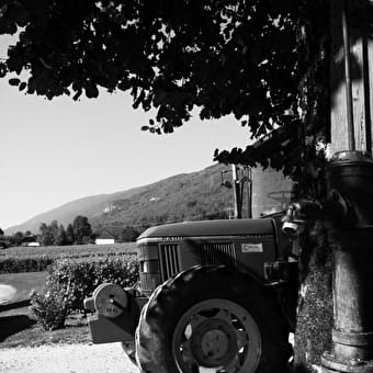 EARL Maison Gallice - Domaine de la Trille - CORBONOD