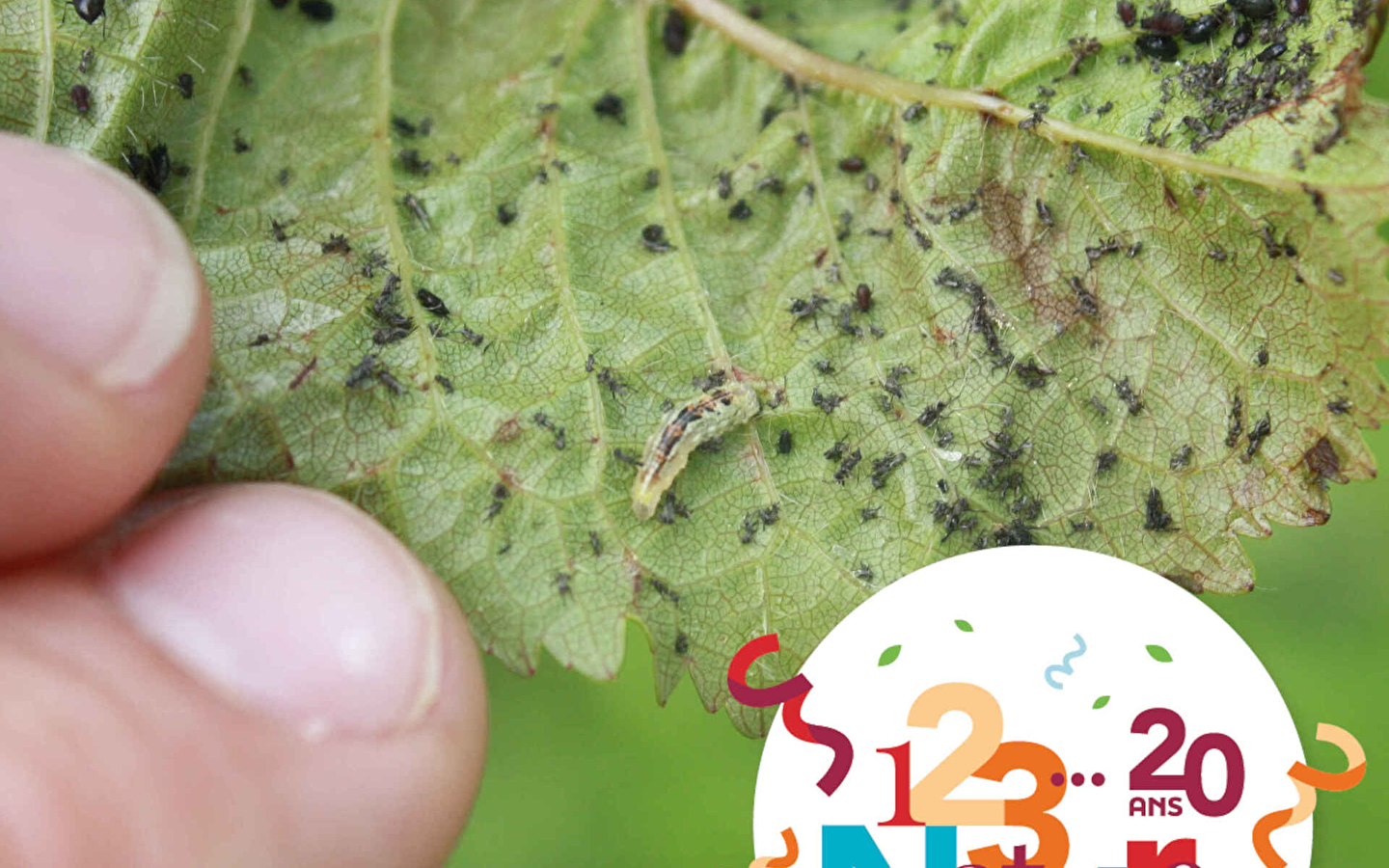 ATELIER ARBORICULTURE 123 NATURE : La santé de mon arbre fruitier