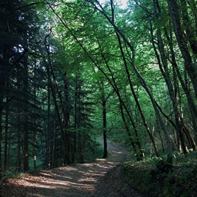 Parcours VTT 1 vert - La forêt de Rothonne : Le Renard - Espace FFC Ain Forestière