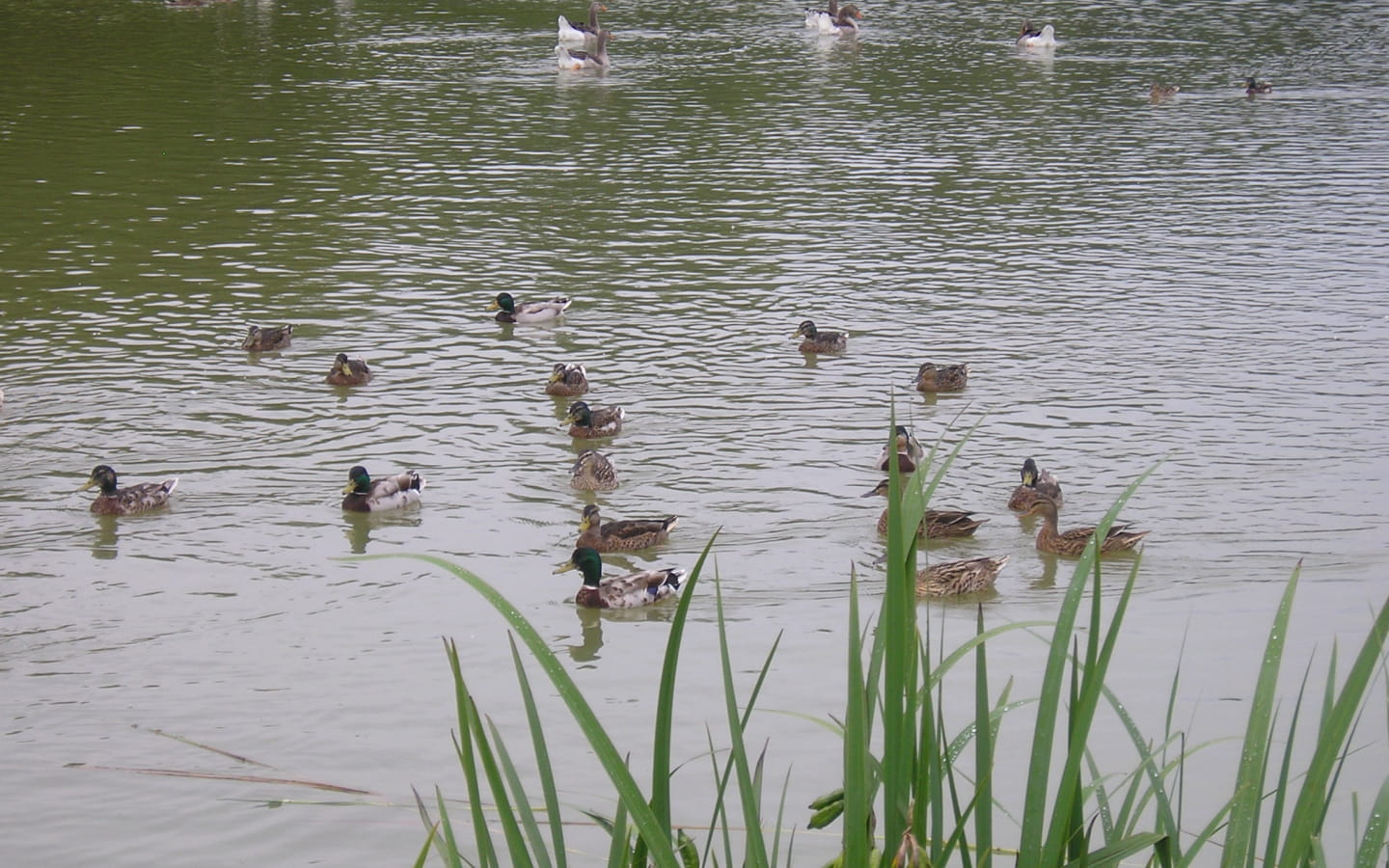 Etang de Foucherans