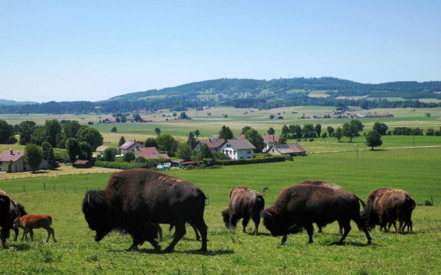 Les Bisons du Sachuron