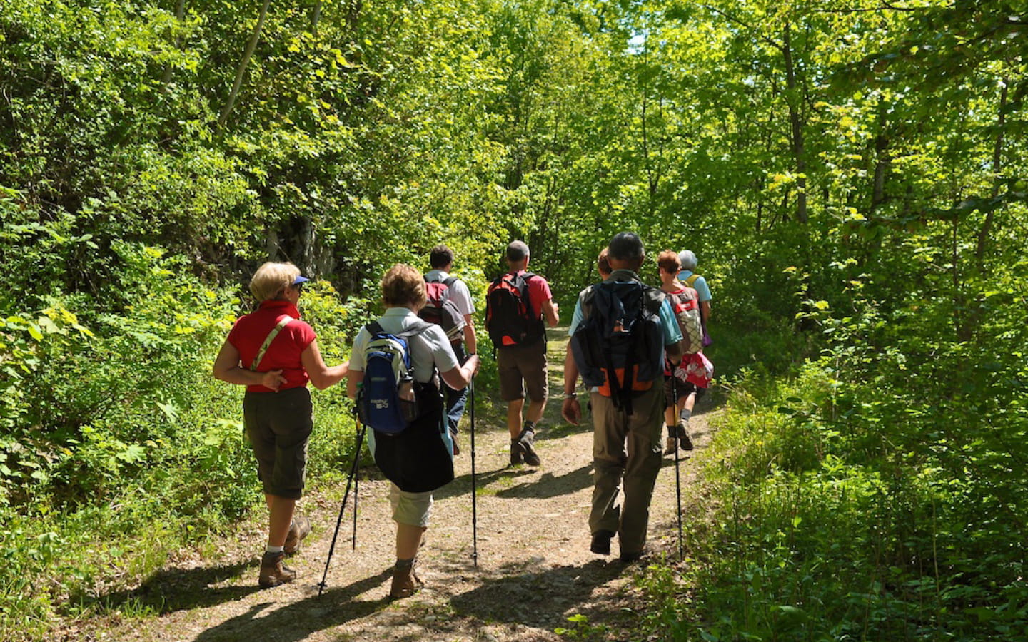 La forêt du Risoux 