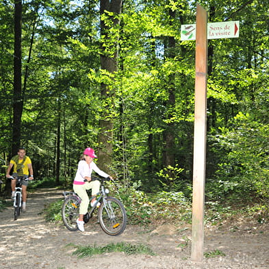 Forêt domaniale de Seillon, ENS de l'Ain