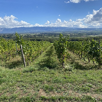 Randonnée pédestre : La Franco - Suisse, à travers les vignes