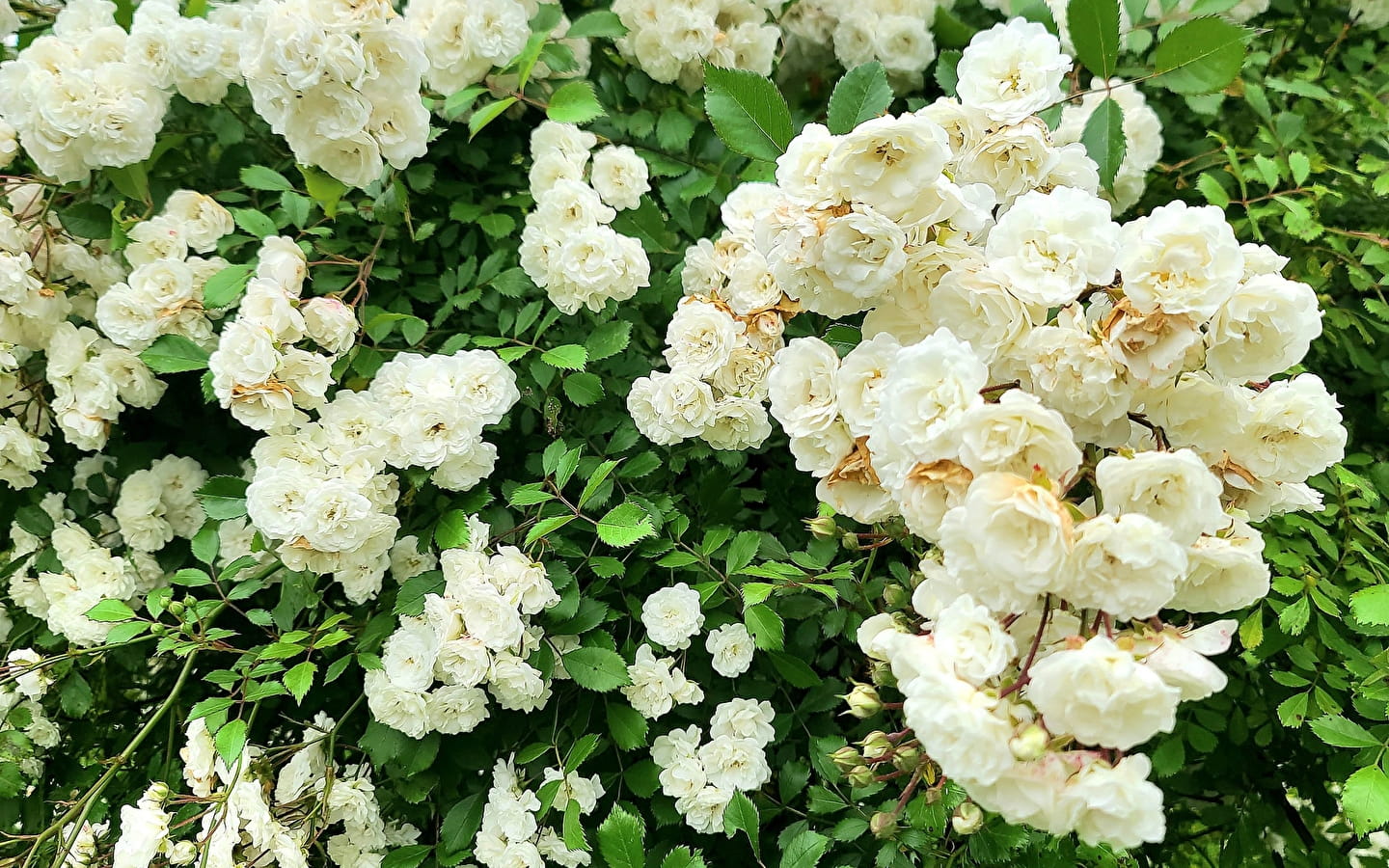 Le Jardin des Nouvelles