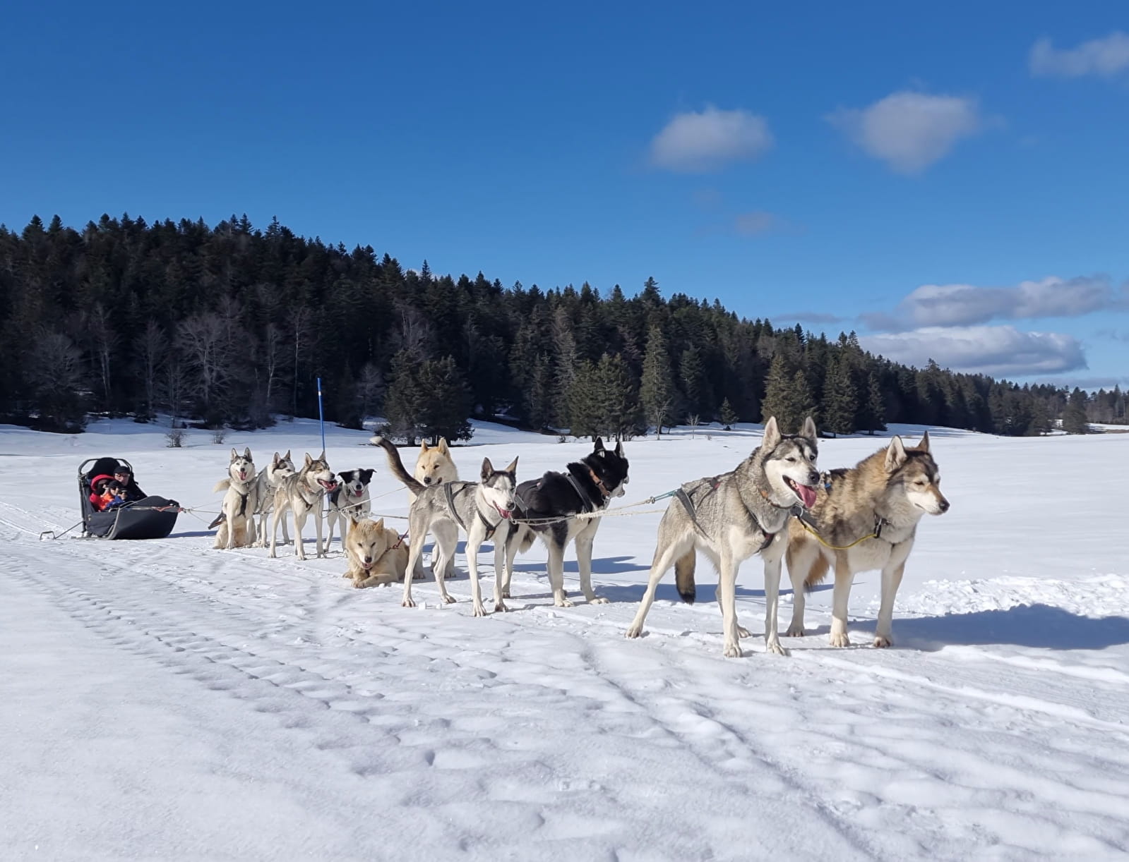 Baptême en chiens de traîneau Evasion Terre-Neige