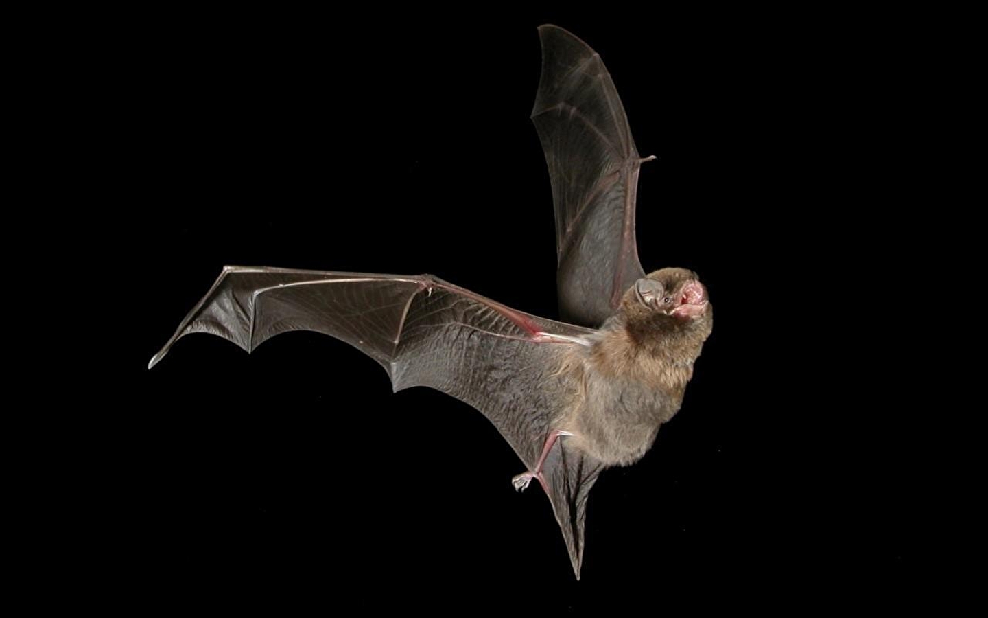 A l'écoute des chauves-souris à l'ENS de la Sabla