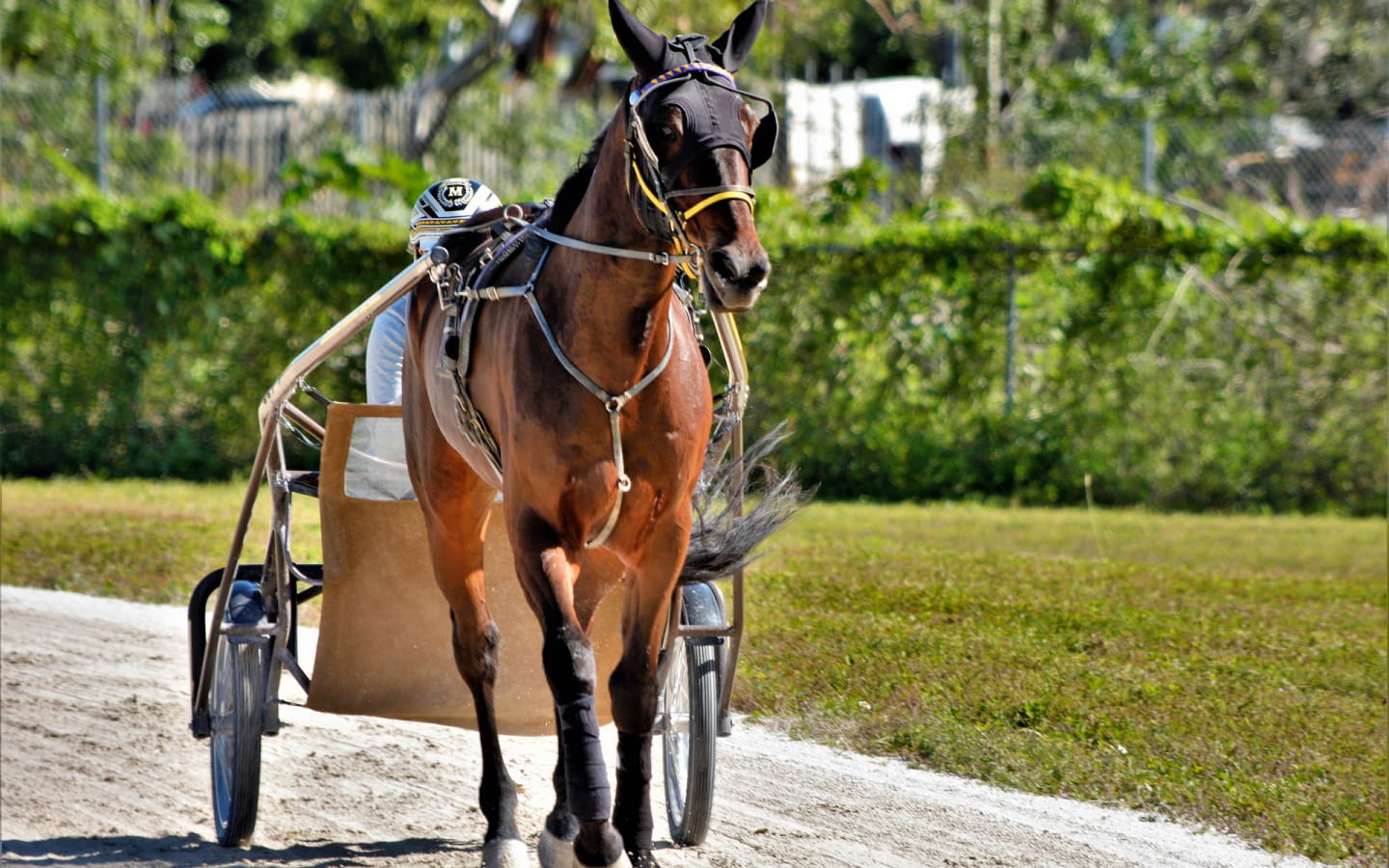 Concours d'attelage de chevaux
