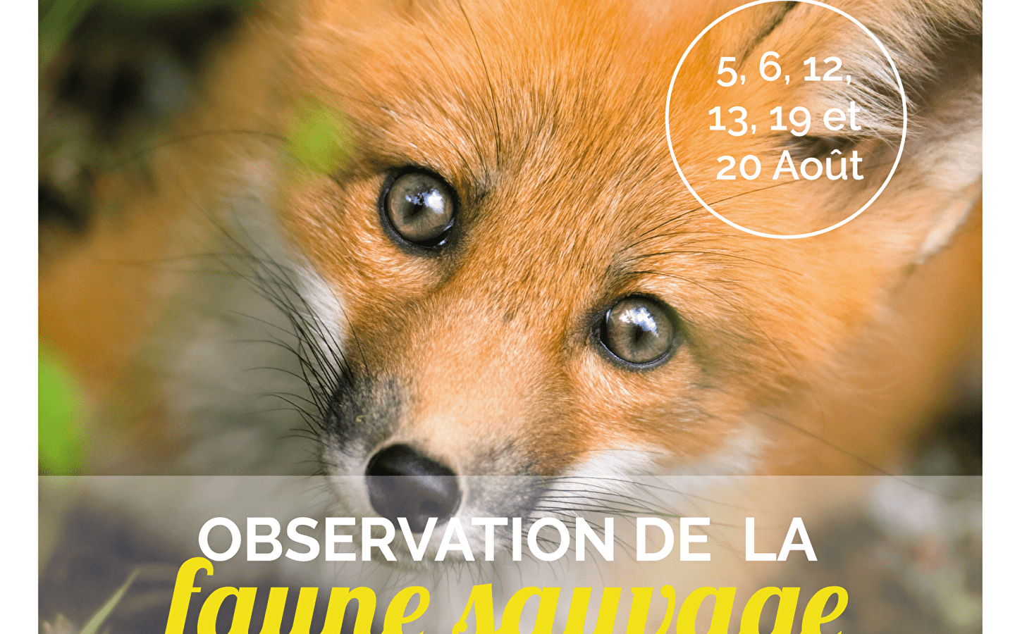 Soirée observation de la faune sauvage