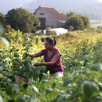Visite d'une exploitation de fruits bio - Le Champ des Gourmands