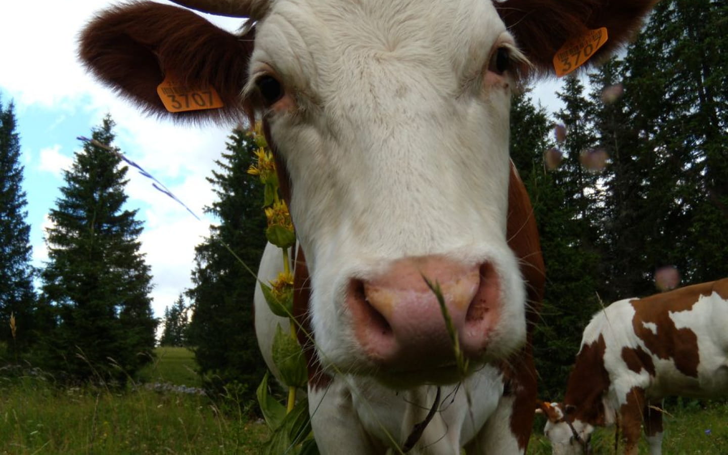 Le sentier du berger des vaches