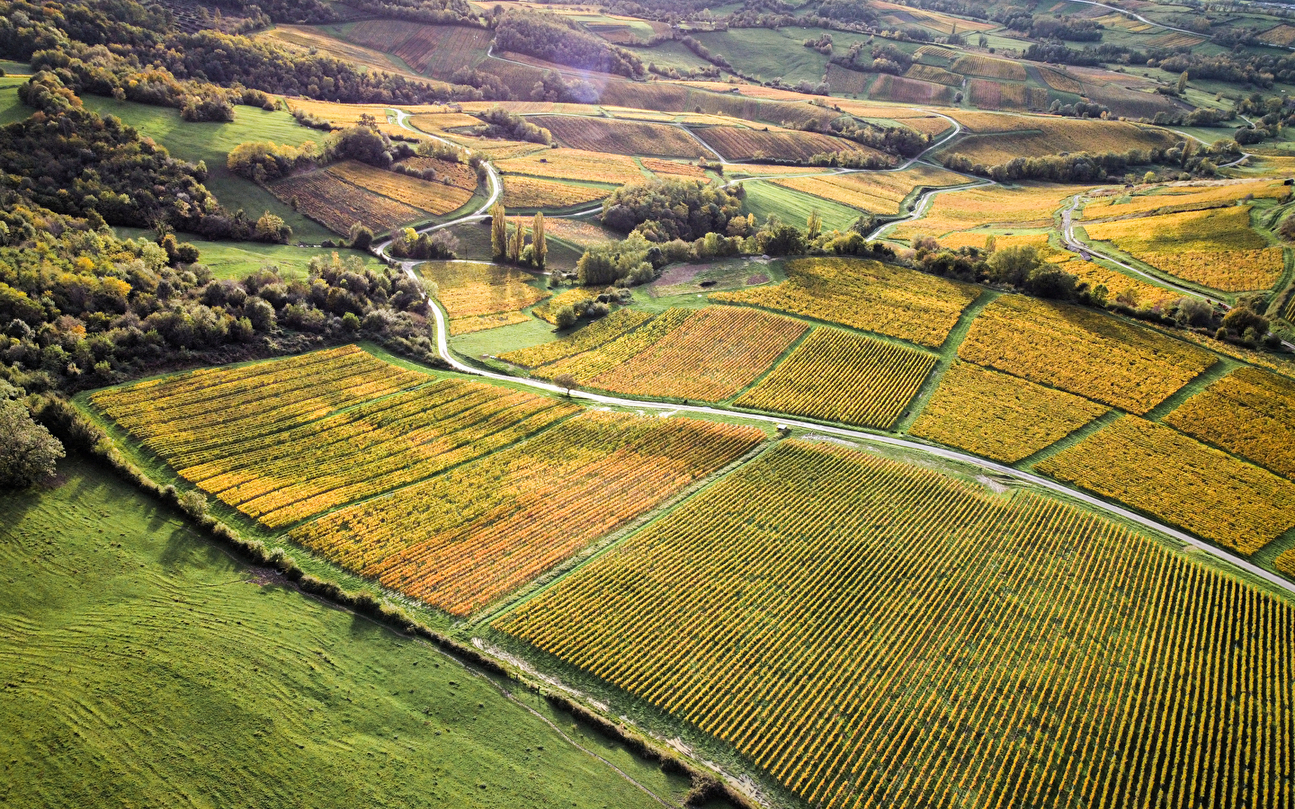 Du laboratoire au vignoble : sur les traces de Pasteur en Arbois 