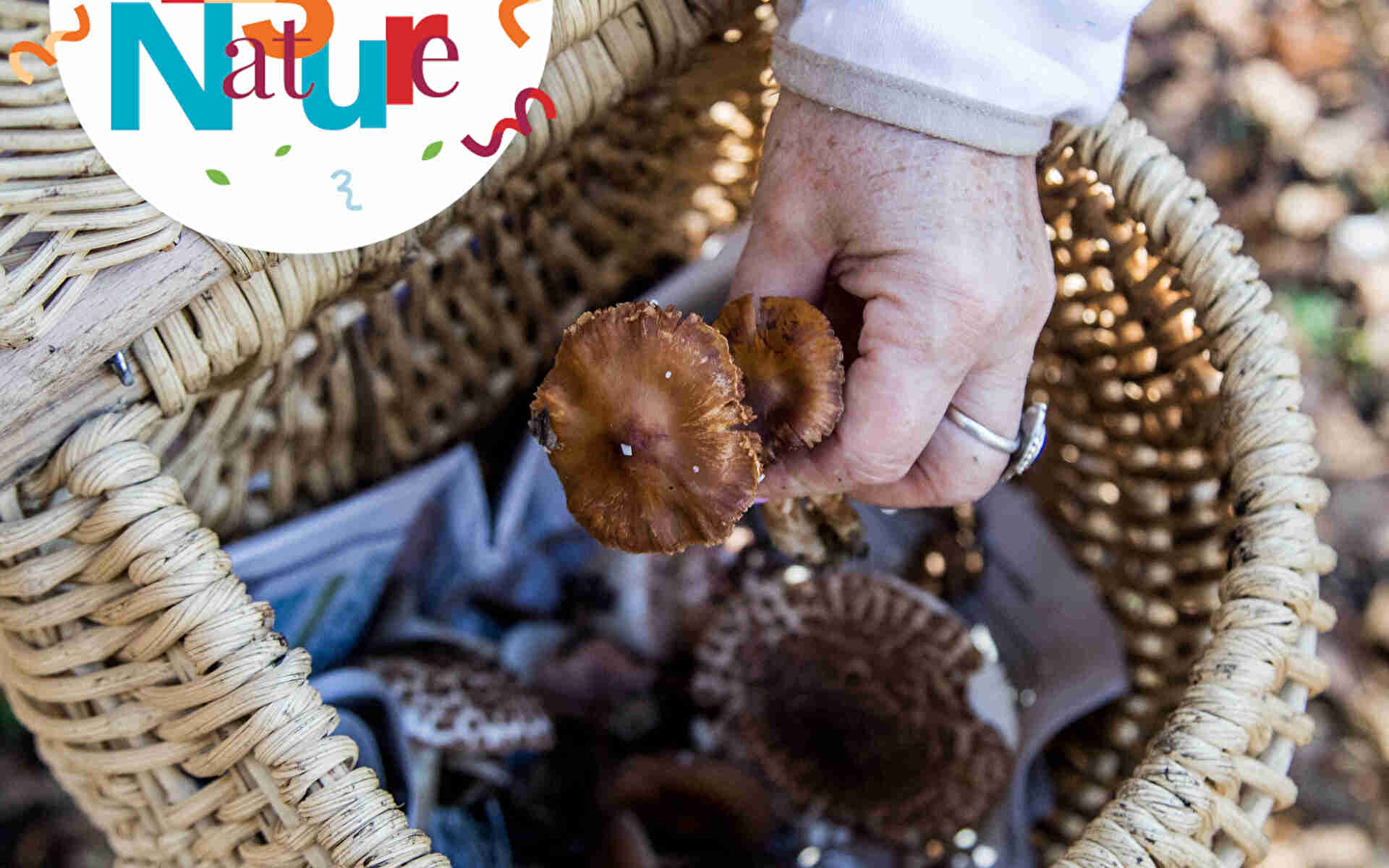 SORTIE 123 Nature : Champignons