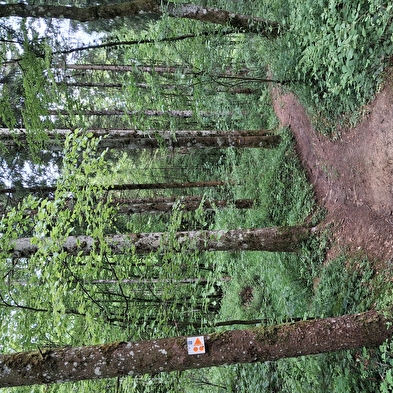 Le Grand-Bois - n°111