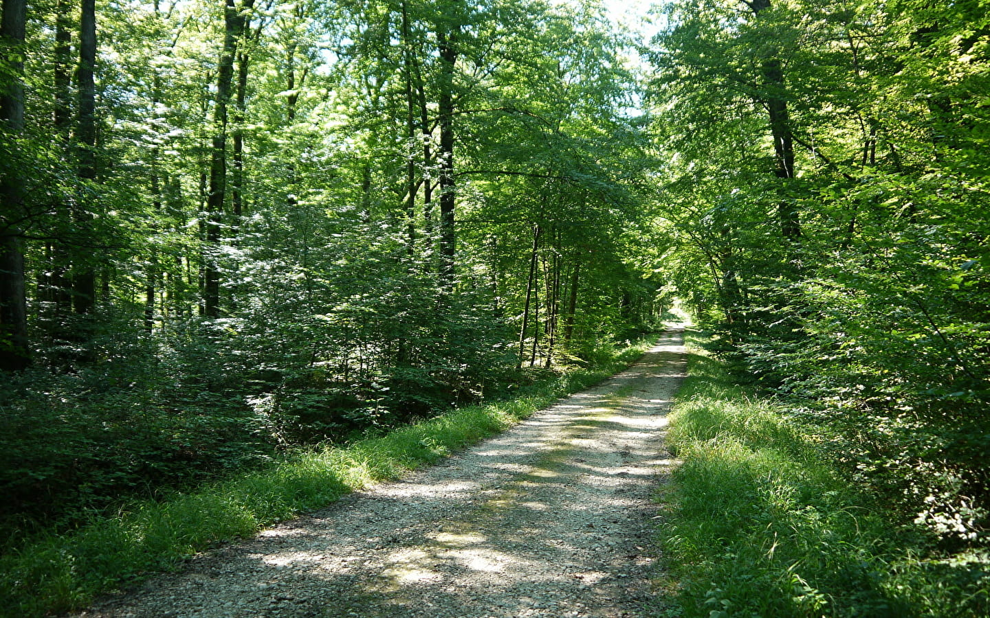 Forêt domaniale de Seillon, ENS de l'Ain