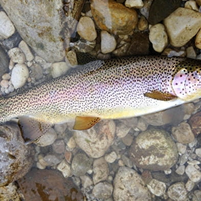 Éclosion pêche - Moniteur guide de pêche