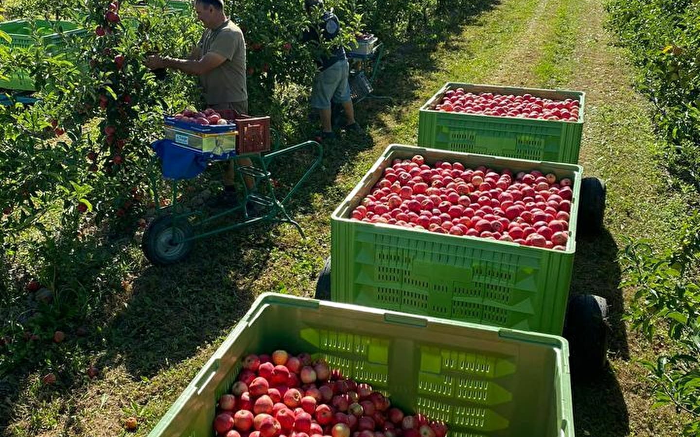 Les Pommes du Sauget