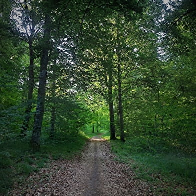 Parcours VTT 4 bleu - Le forêt de Rothonne - Espace FFC Ain Forestière