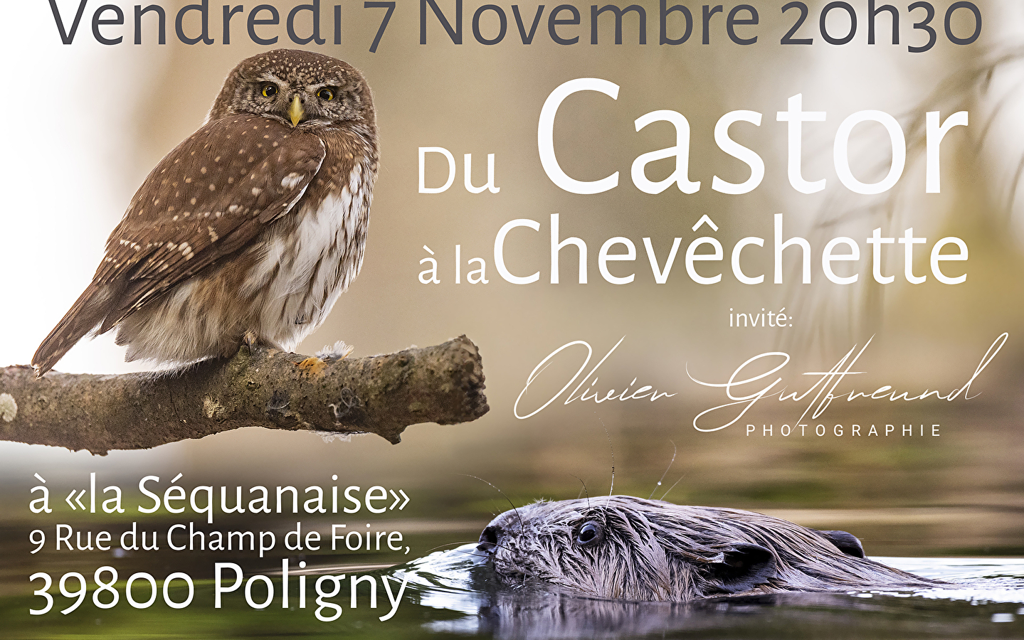 Du Castor à la Chevêchette