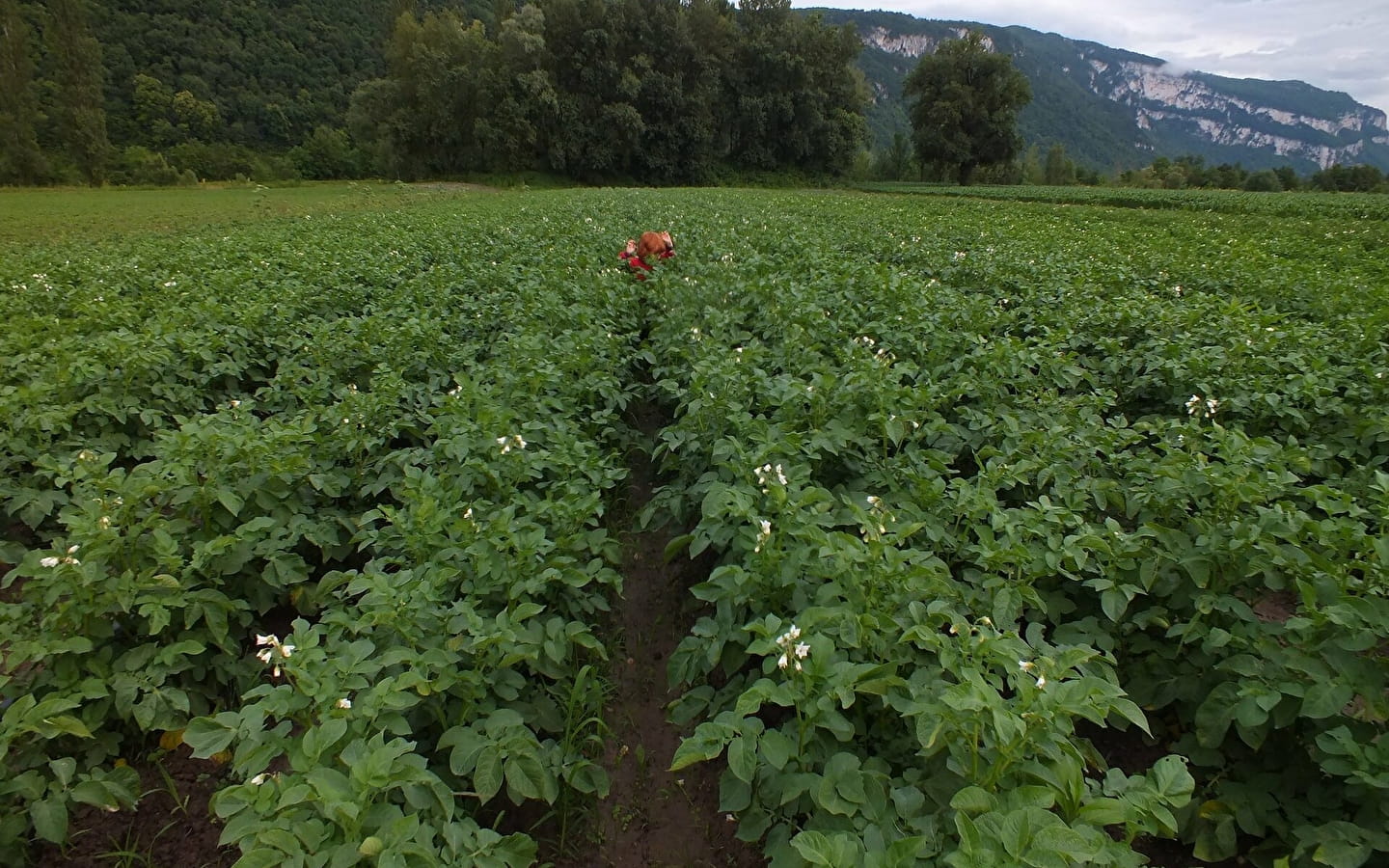 Ferme maraichère et pédagogique des Flam'en vert