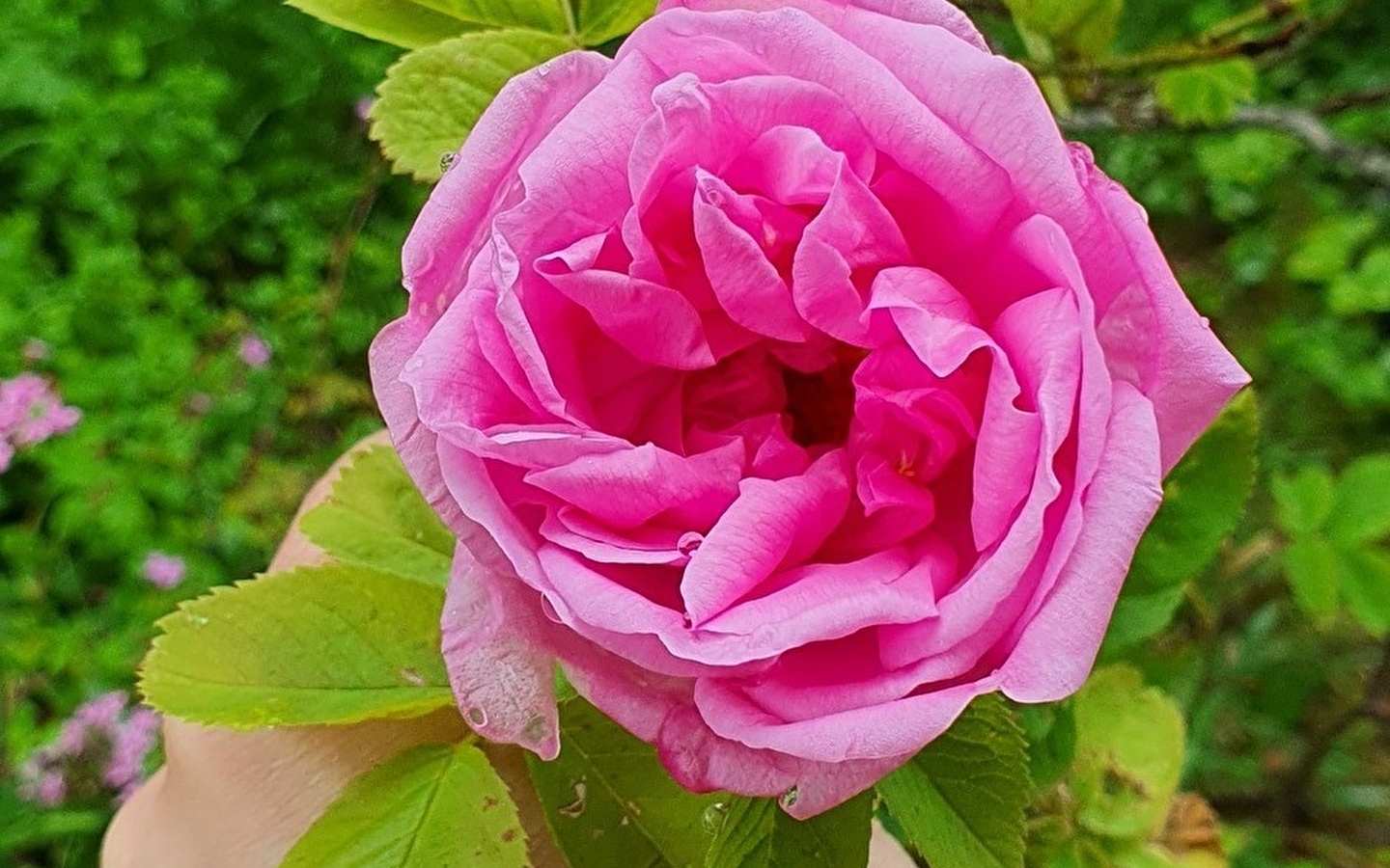 Les cinq sens au jardin : la vue