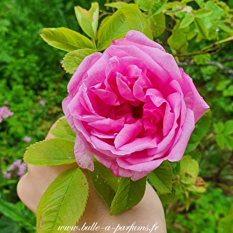 Les cinq sens au jardin : la vue - DARBONNAY