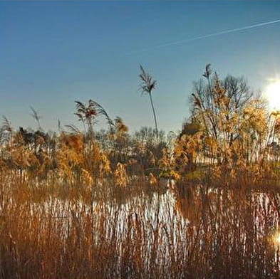 Etang des Pilles