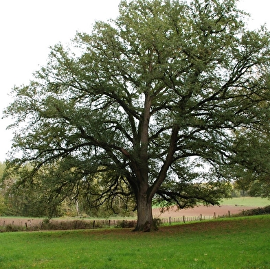 Jardin - Parc du Château de Montmirey la Ville