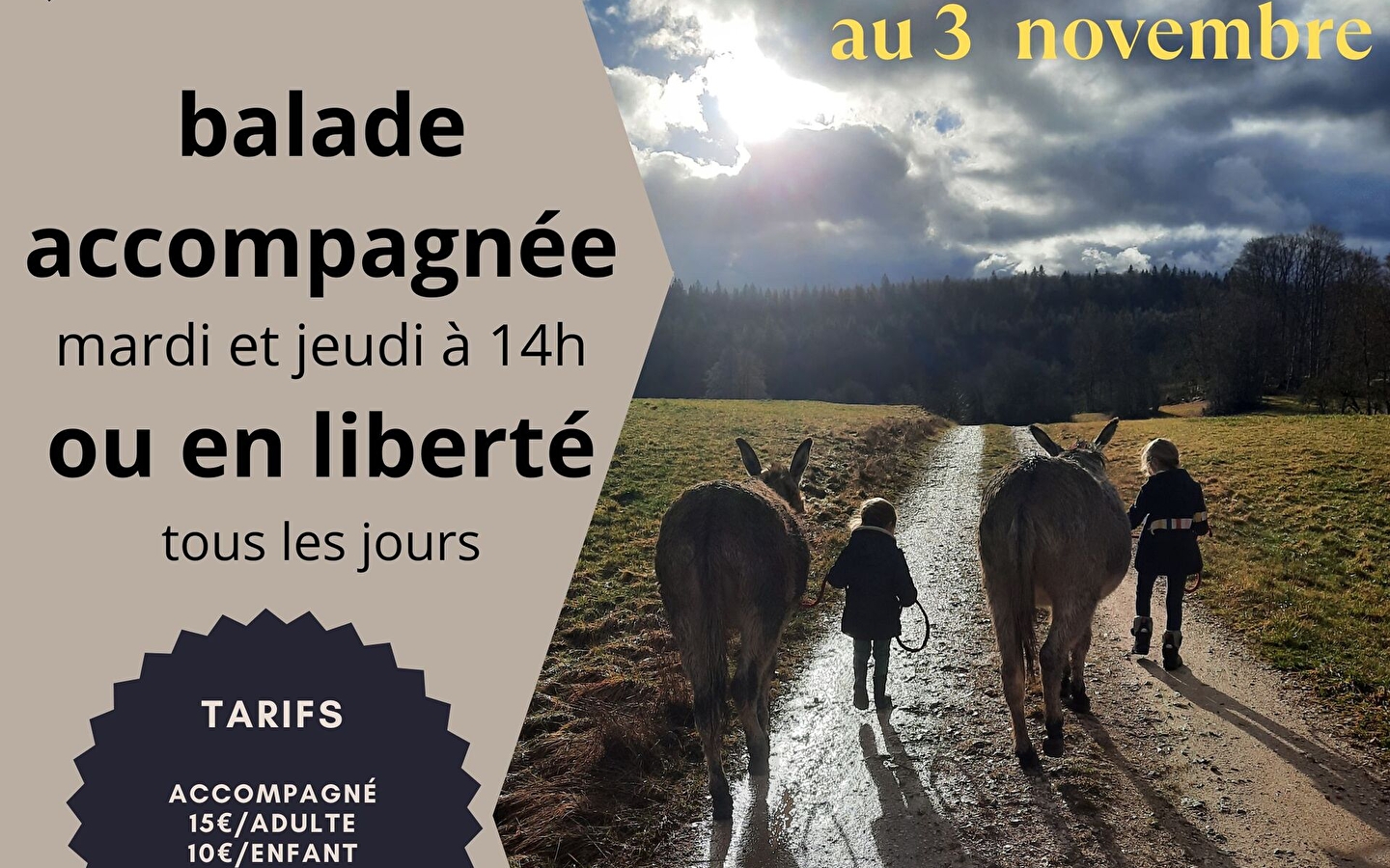 Balade avec les ânes