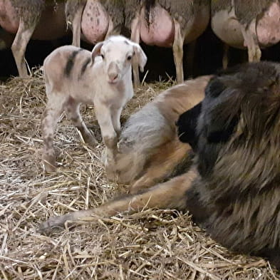 La Ferme de la Demoiselle