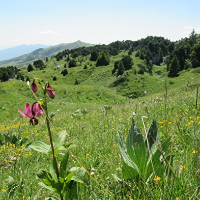Randonnée pédestre : les hauts sommets depuis Lélex